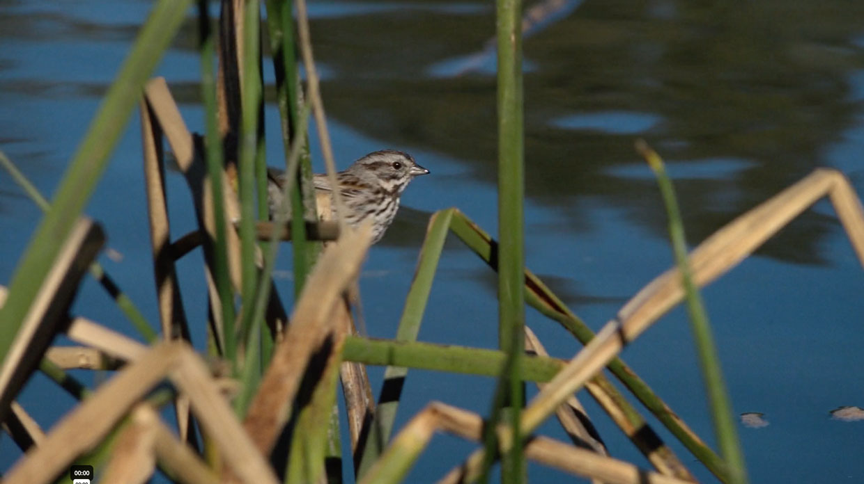 bird by water