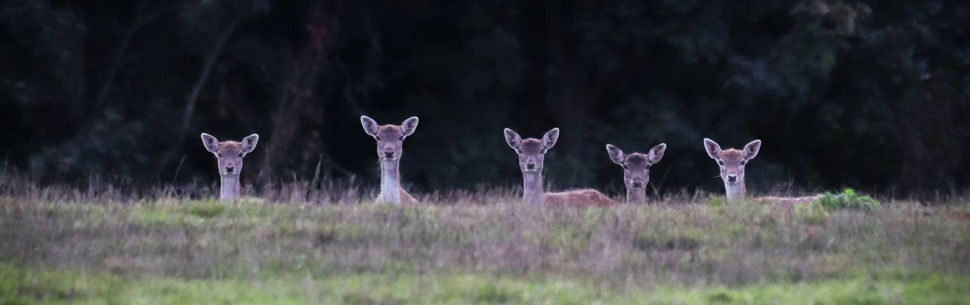 5 deer looking concerned