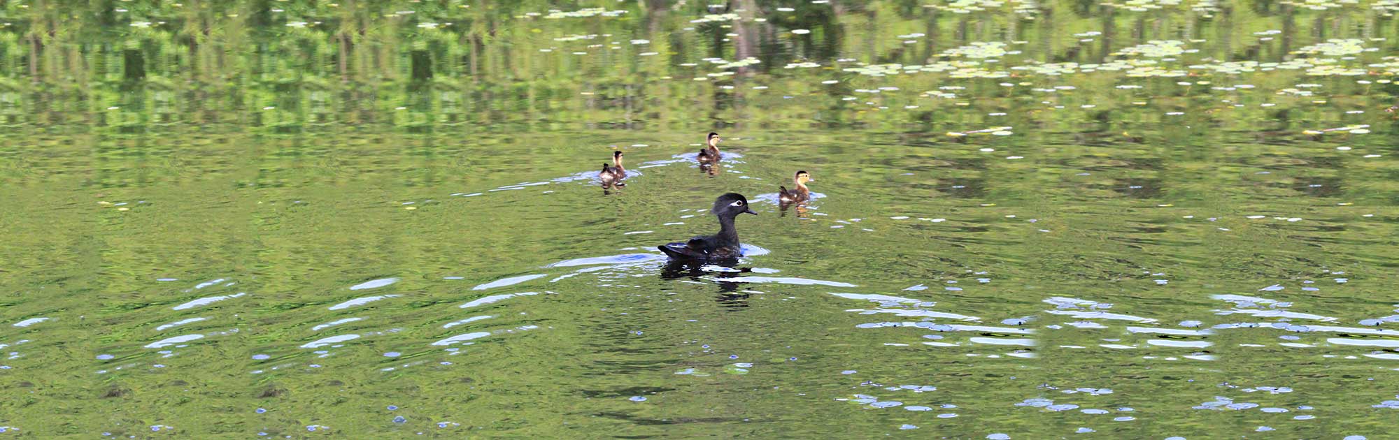 Wood Ducks swimming at Todd Nature Reserve